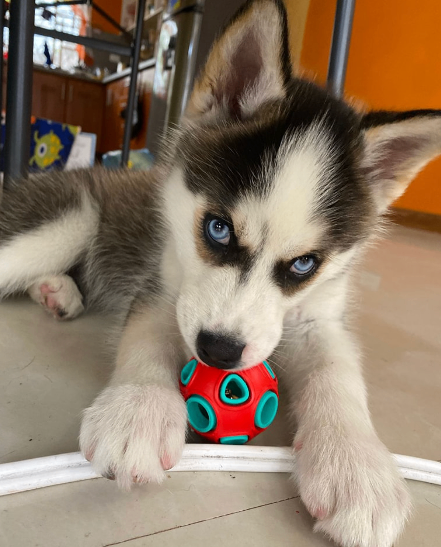 Cachorro husky con juguete en Fausto y Zeus