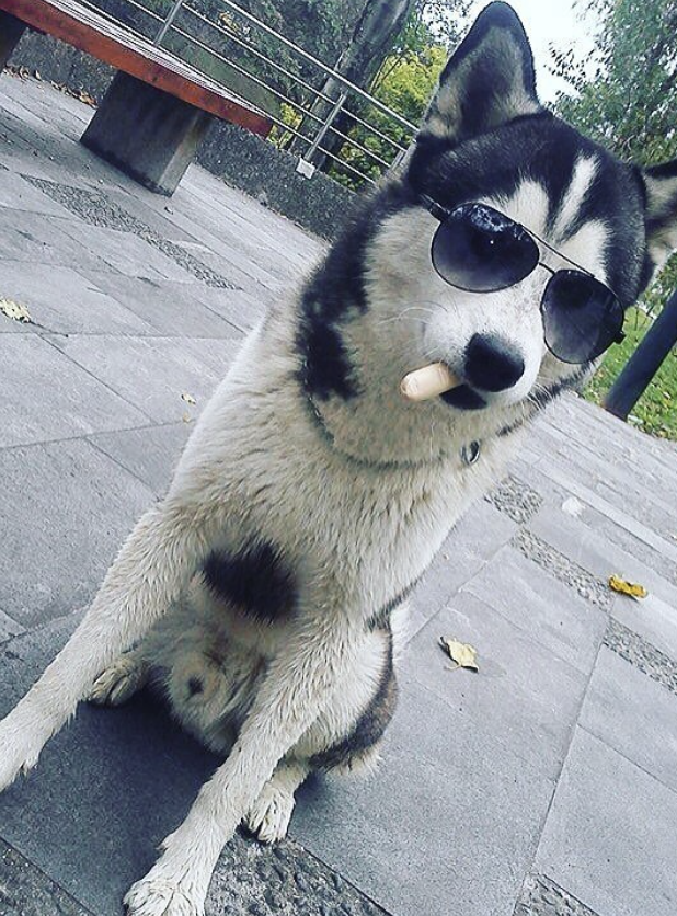 Husky con gafas de sol mostrando su personalidad