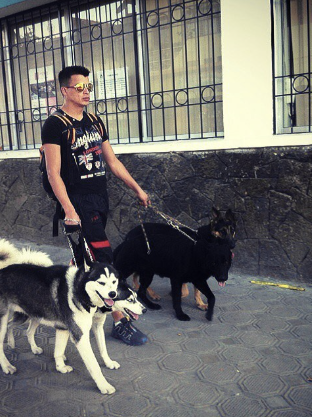 Paseo controlado con perros en Cuenca